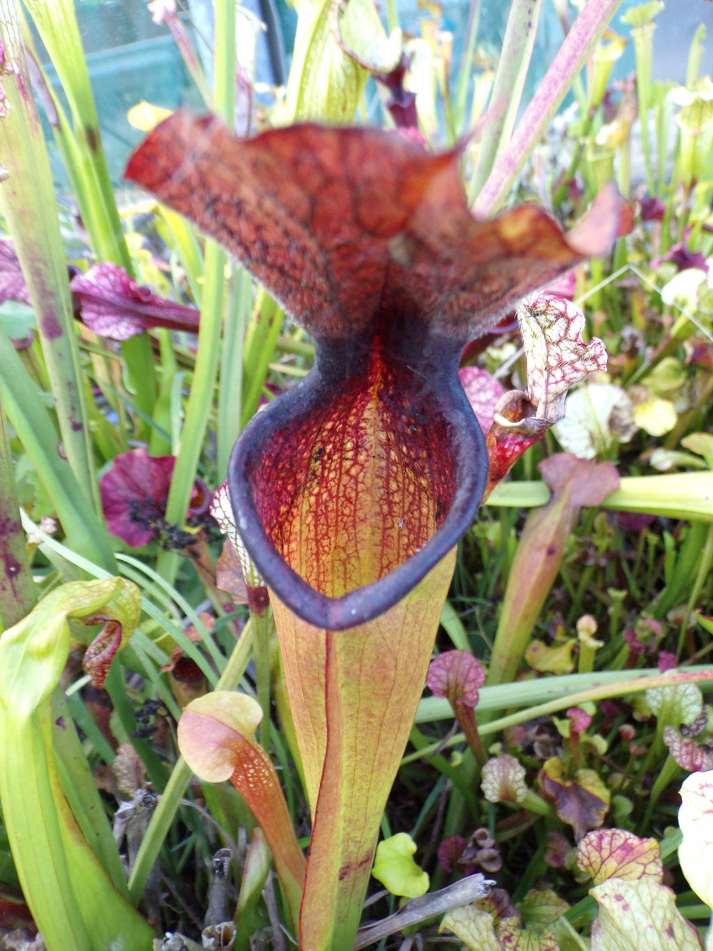 Sarracenia x Black Hole