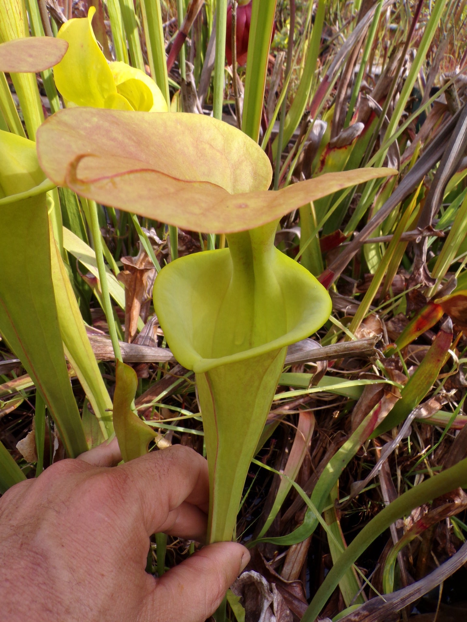 Sarracenia flava var cuprea, clone a gorge verte