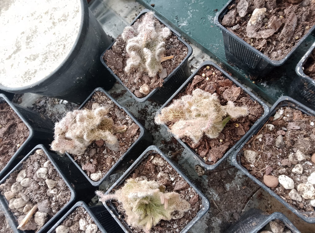 Rhipsalis cruciformis f. cristata