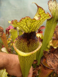 Sarracenia x areolata x Leah Wilkerson