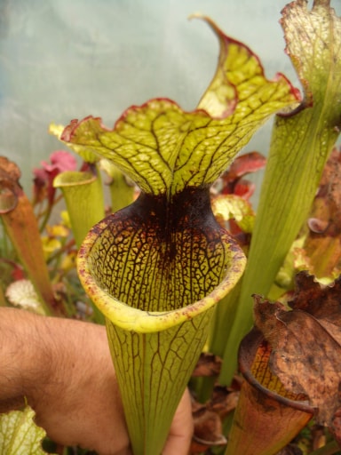 Sarracenia x areolata x Leah Wilkerson