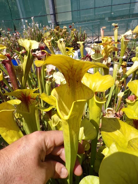 Sarracenia flava x flava Goldie