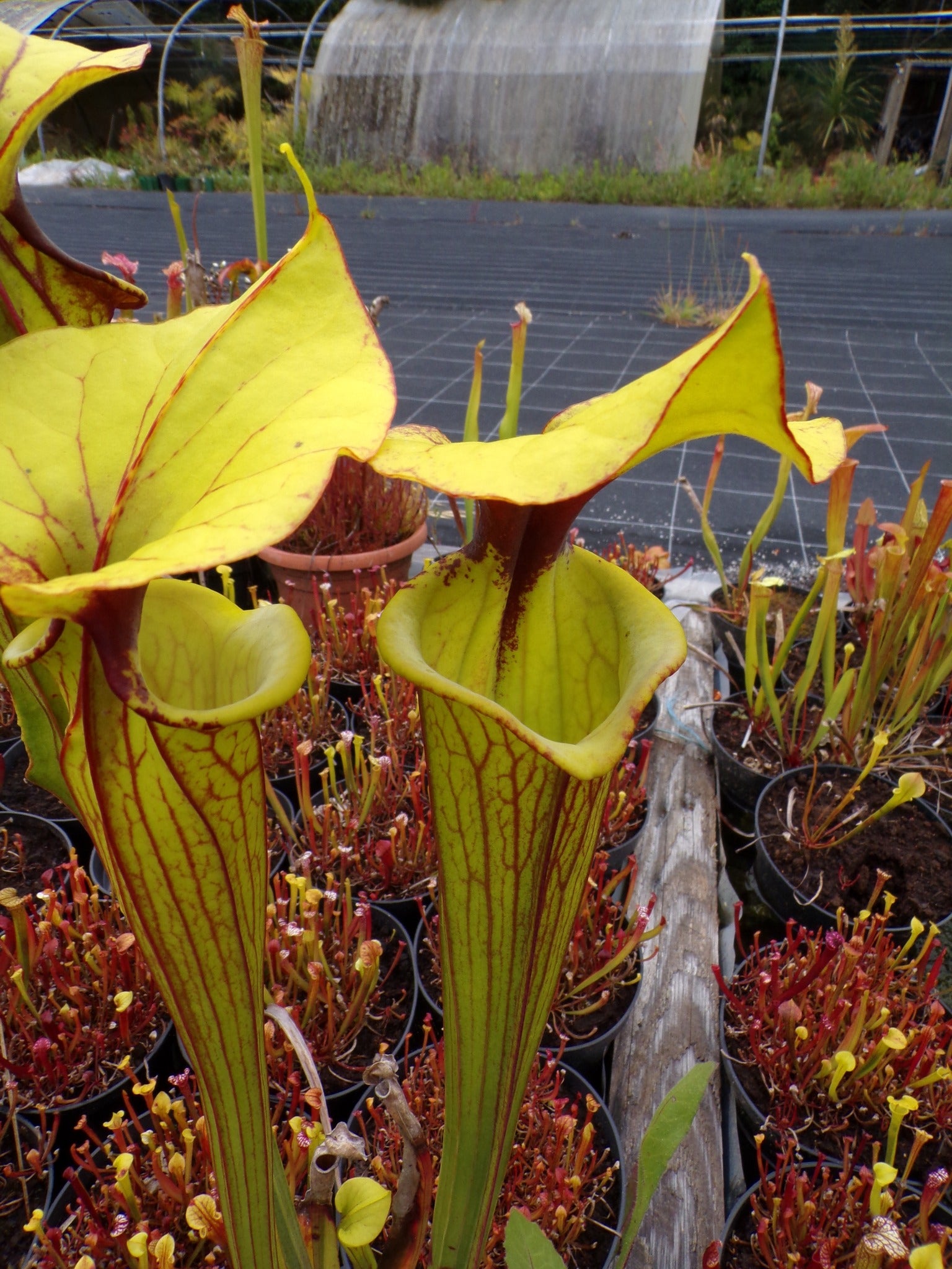 Sarracenia Sergent Hartman x flava var ornata