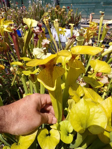 Sarracenia flava x flava Goldie