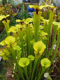 Sarracenia flava IPF19