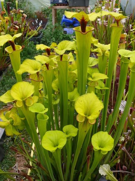 Sarracenia flava IPF19