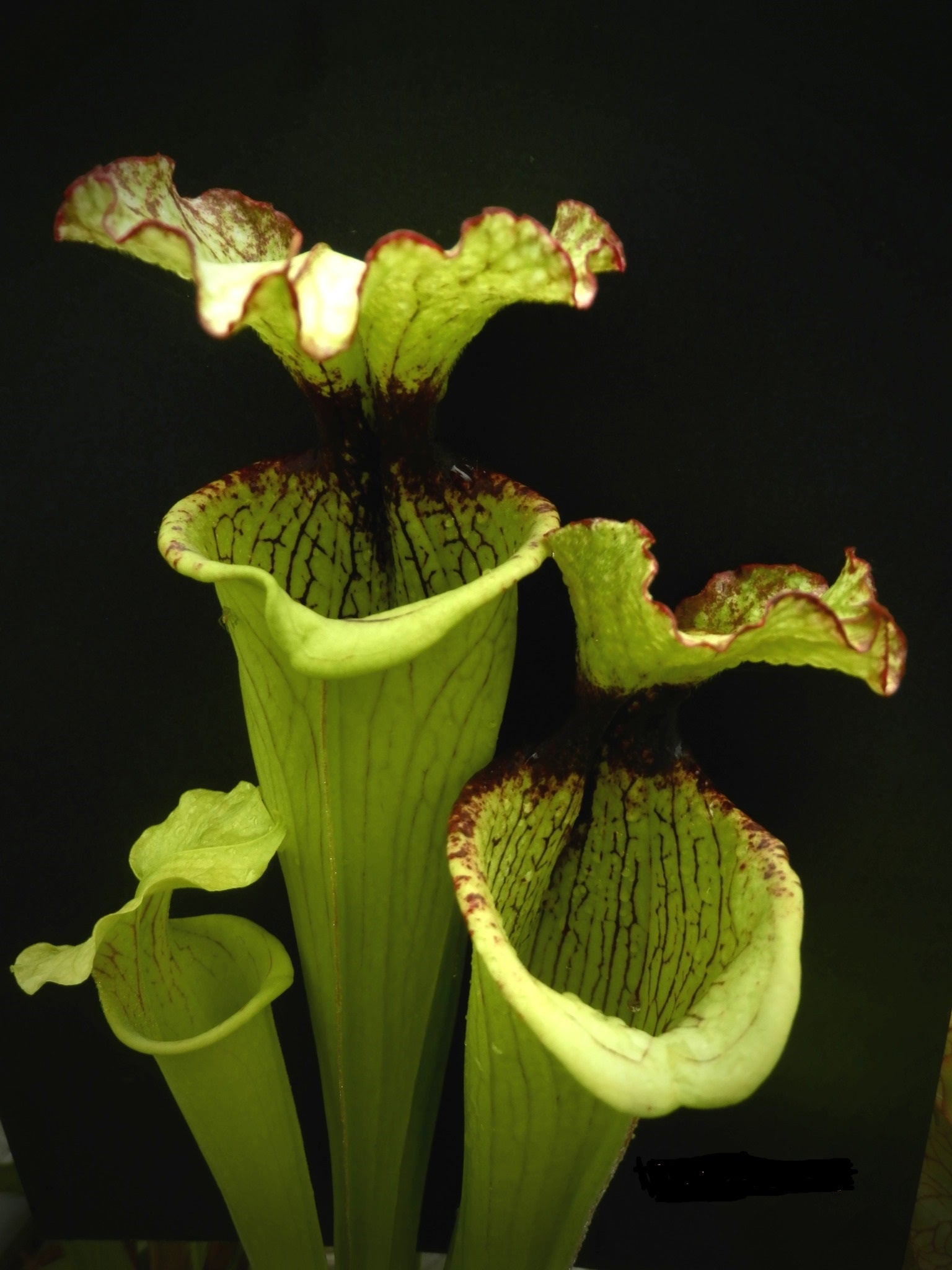 Sarracenia x areolata x Leah Wilkerson