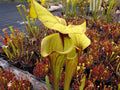 Sarracenia Sergent Hartman x flava var ornata