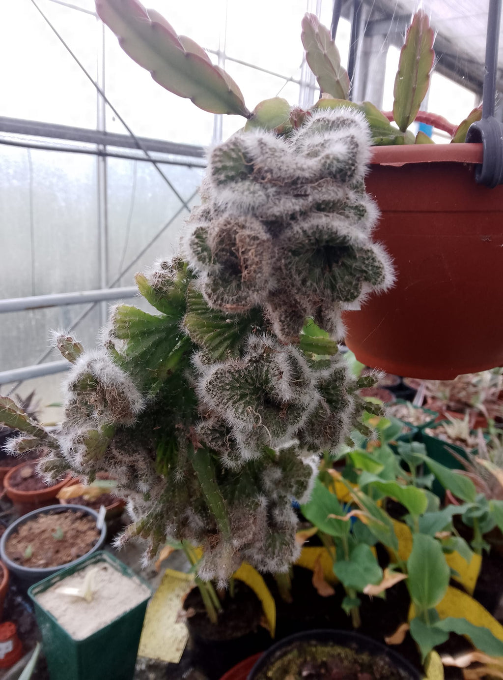 Rhipsalis cruciformis f. cristata