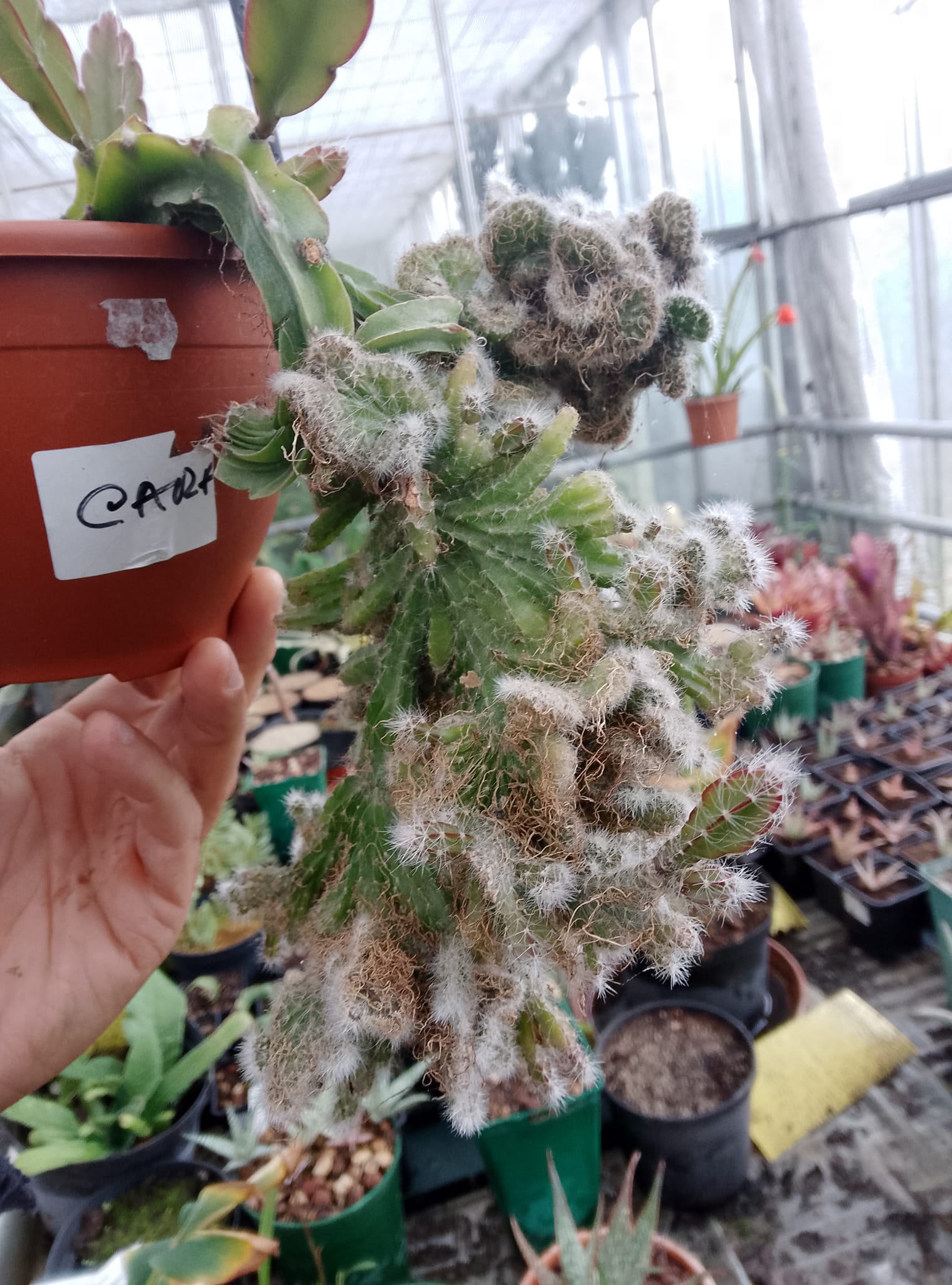 Rhipsalis cruciformis f. cristata