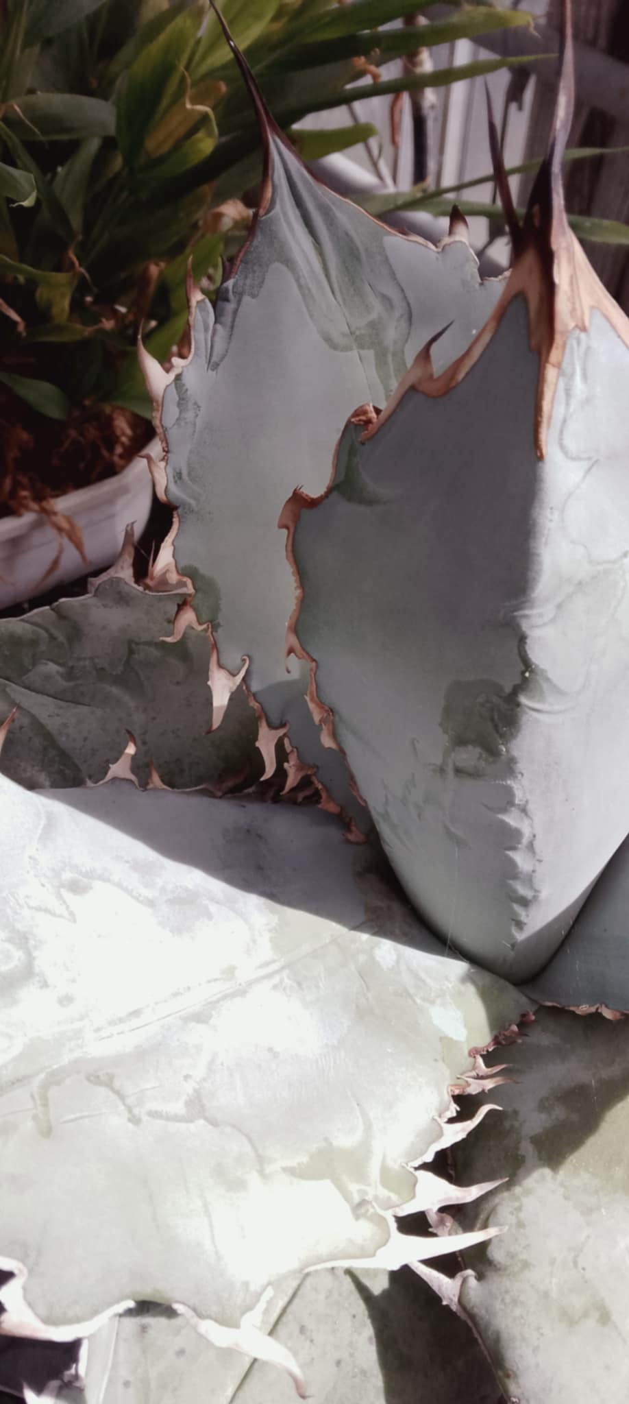 Agave titanota 'White Ice'