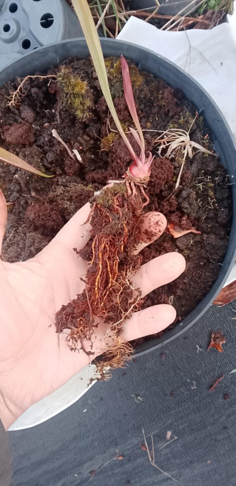 Sarracenia x Moorei "Crépuscule des Dieux"