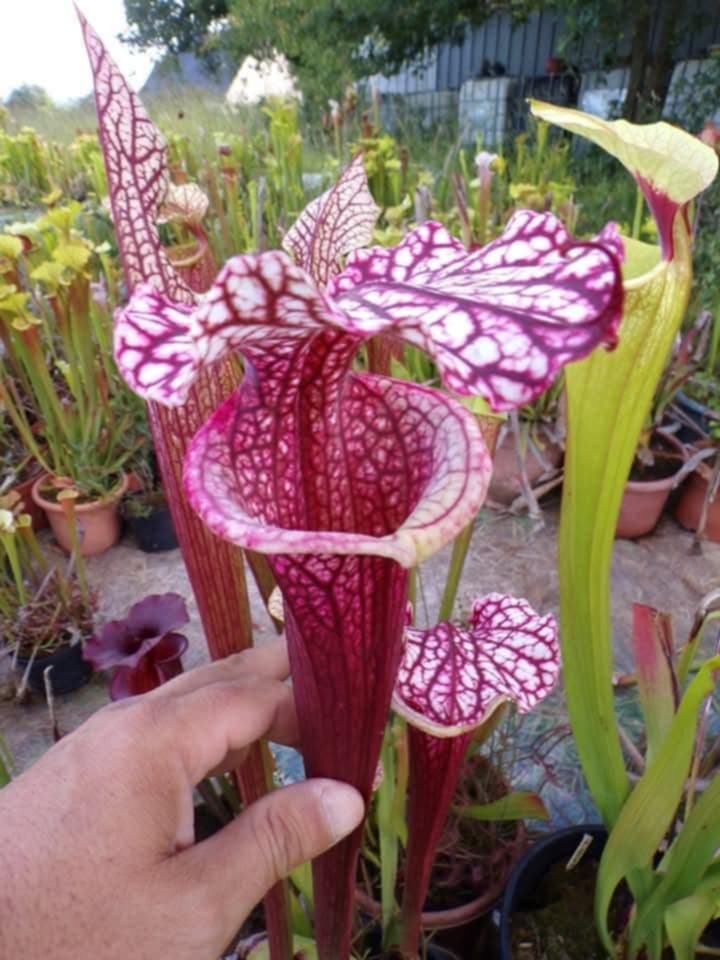 Sarracenia x Raspberry Kiss