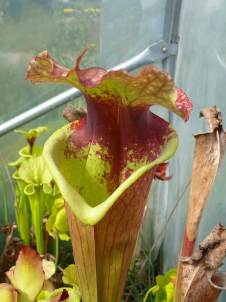 Sarracenia x Moorei "Grosse tache"