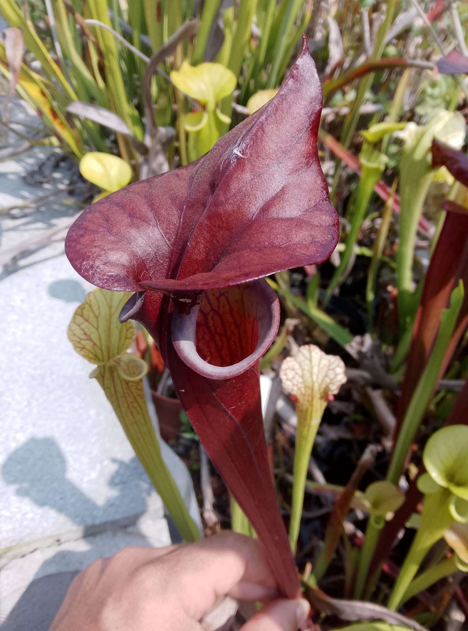 Sarracenia flava var atropurpurea