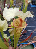 Sarracenia leucophylla Schnell Ghost x Saurus