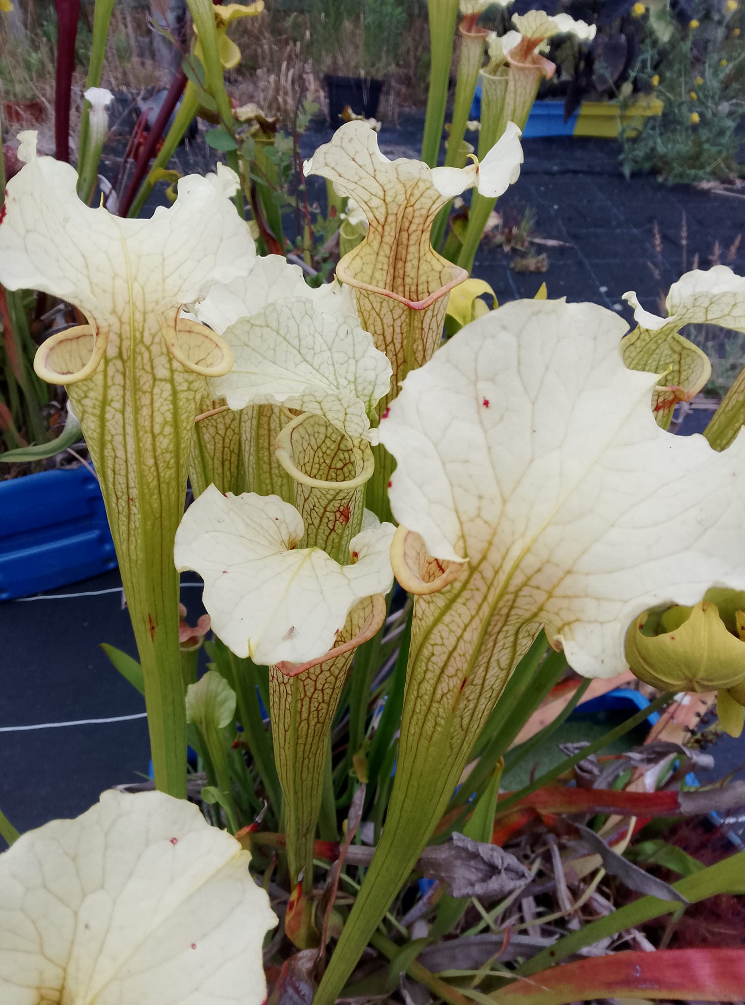 Sarracenia leucophylla Schnell Ghost x Saurus