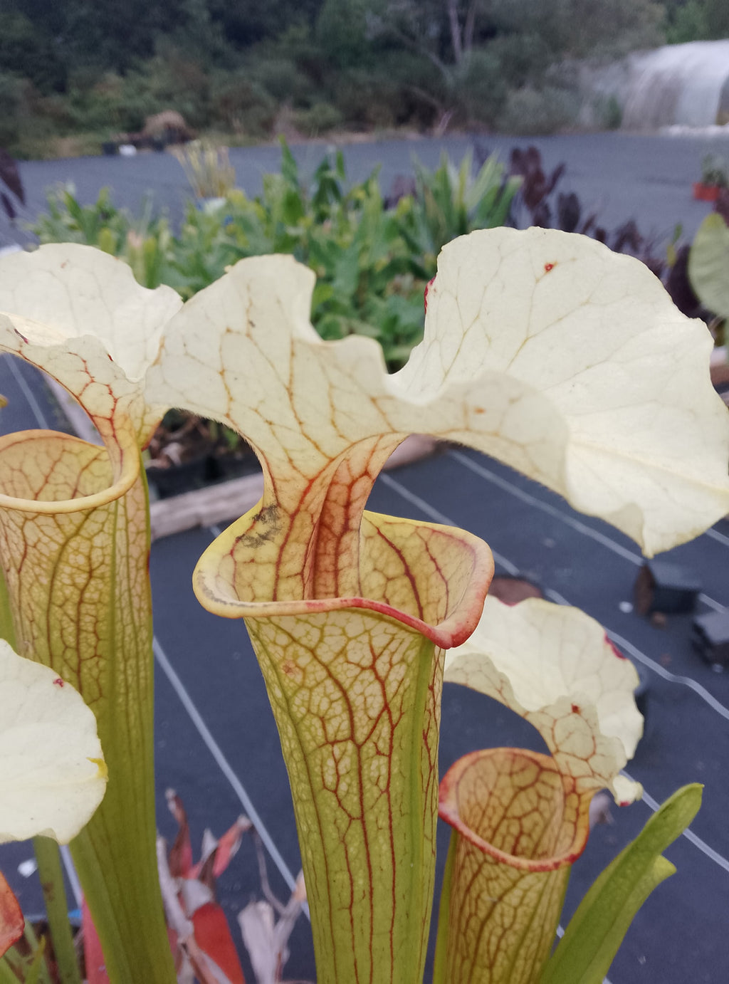 Sarracenia leucophylla Schnell Ghost x Saurus
