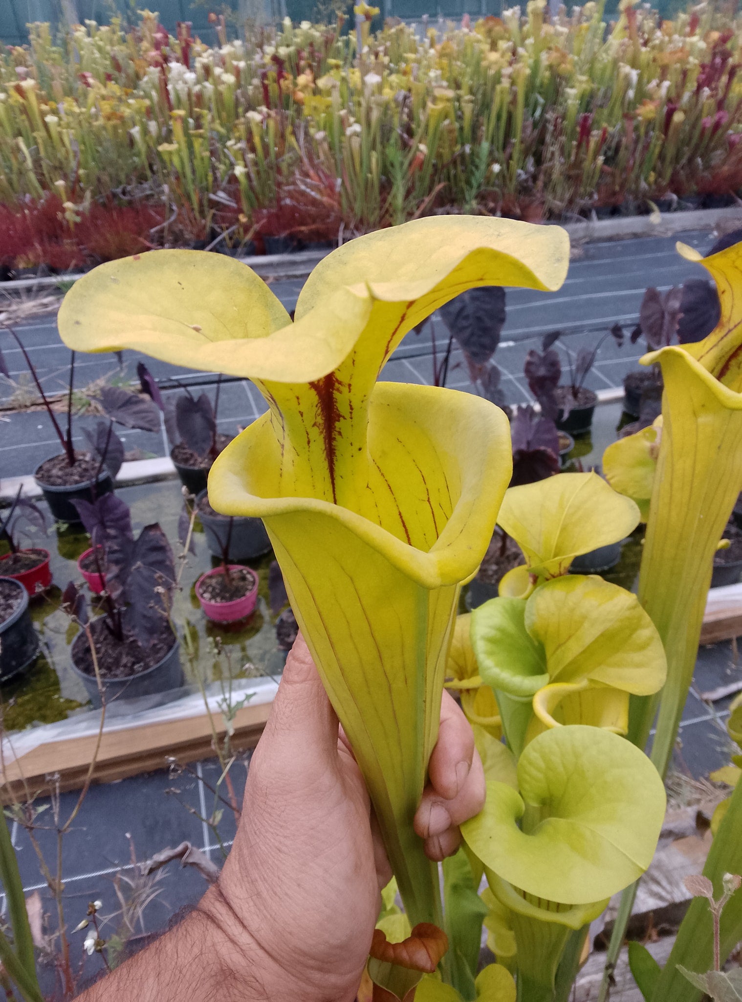 Sarracenia flava Big Mouth x Big Mouth