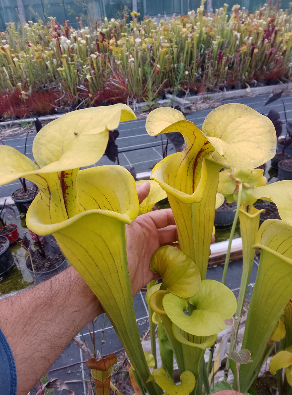 Sarracenia flava Big Mouth x Big Mouth