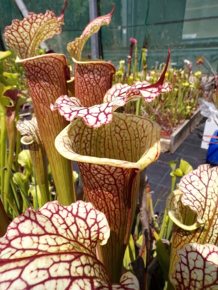 Sarracenia x Hippopotame