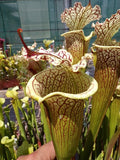 Sarracenia x Hippopotame
