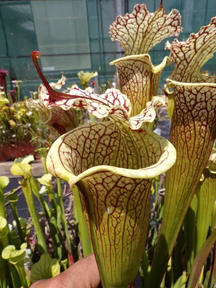 Sarracenia x Hippopotame