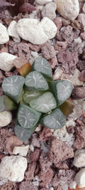 haworthia truncata maughanii