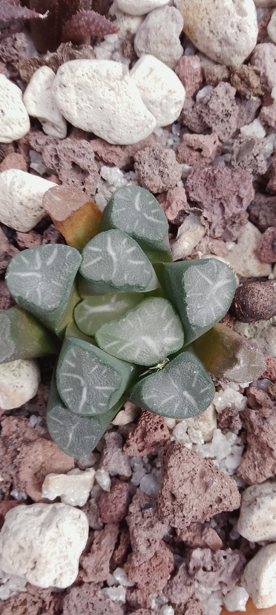 haworthia truncata maughanii