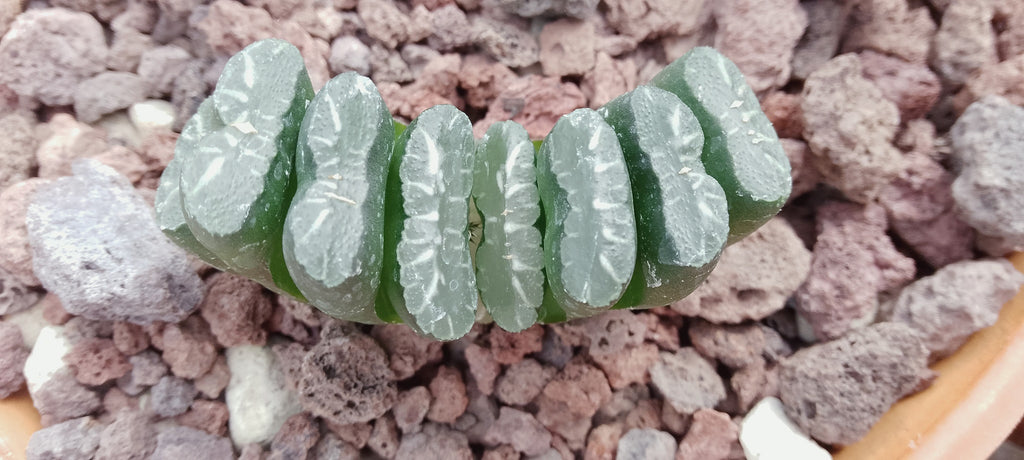 Haworthia truncata, semis