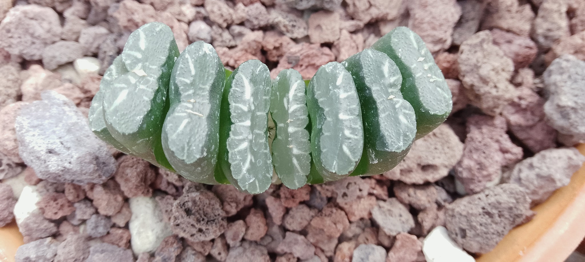 Haworthia truncata, semis