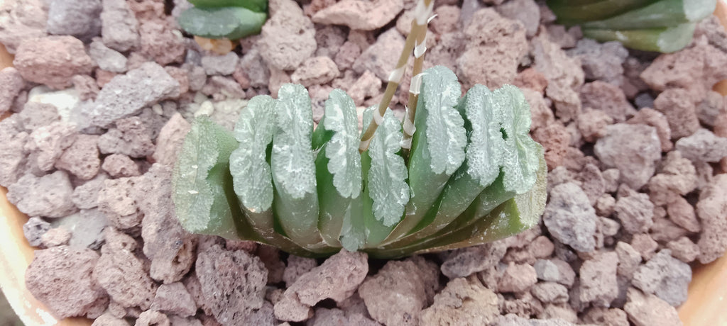 Haworthia truncata, semis
