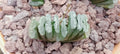 Haworthia truncata, semis