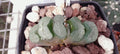 Haworthia truncata cv Hiroshige