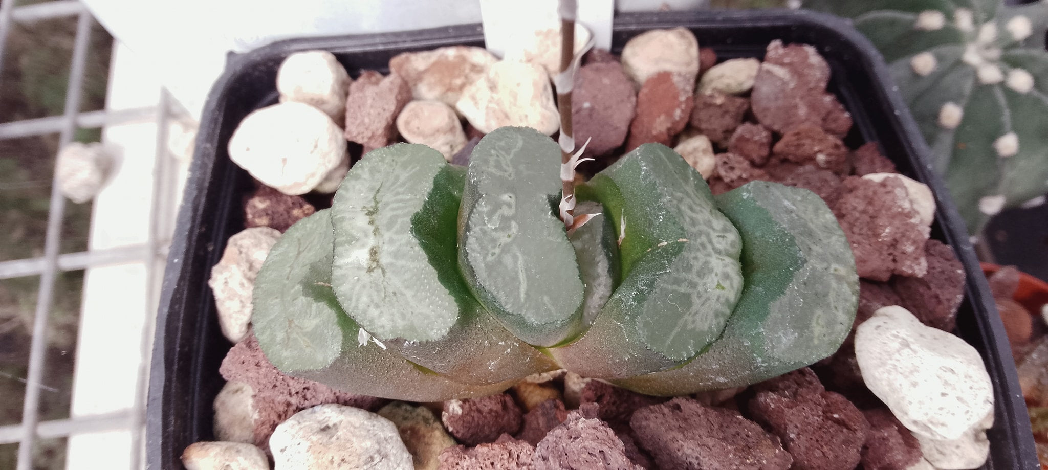 Haworthia truncata cv Hiroshige