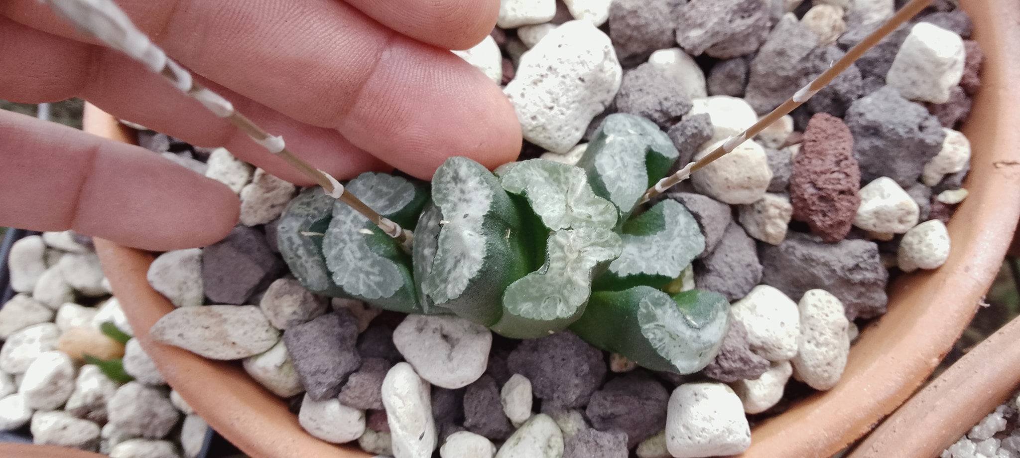 Haworthia truncata cv Ice Gard
