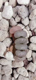 Haworthia truncata cv Blue Sea.