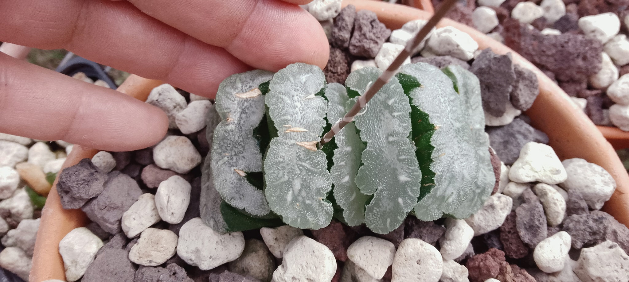 Haworthia truncata cv Mamoth