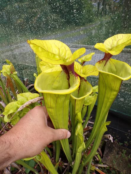 Sarracenia flava, Clone géant.