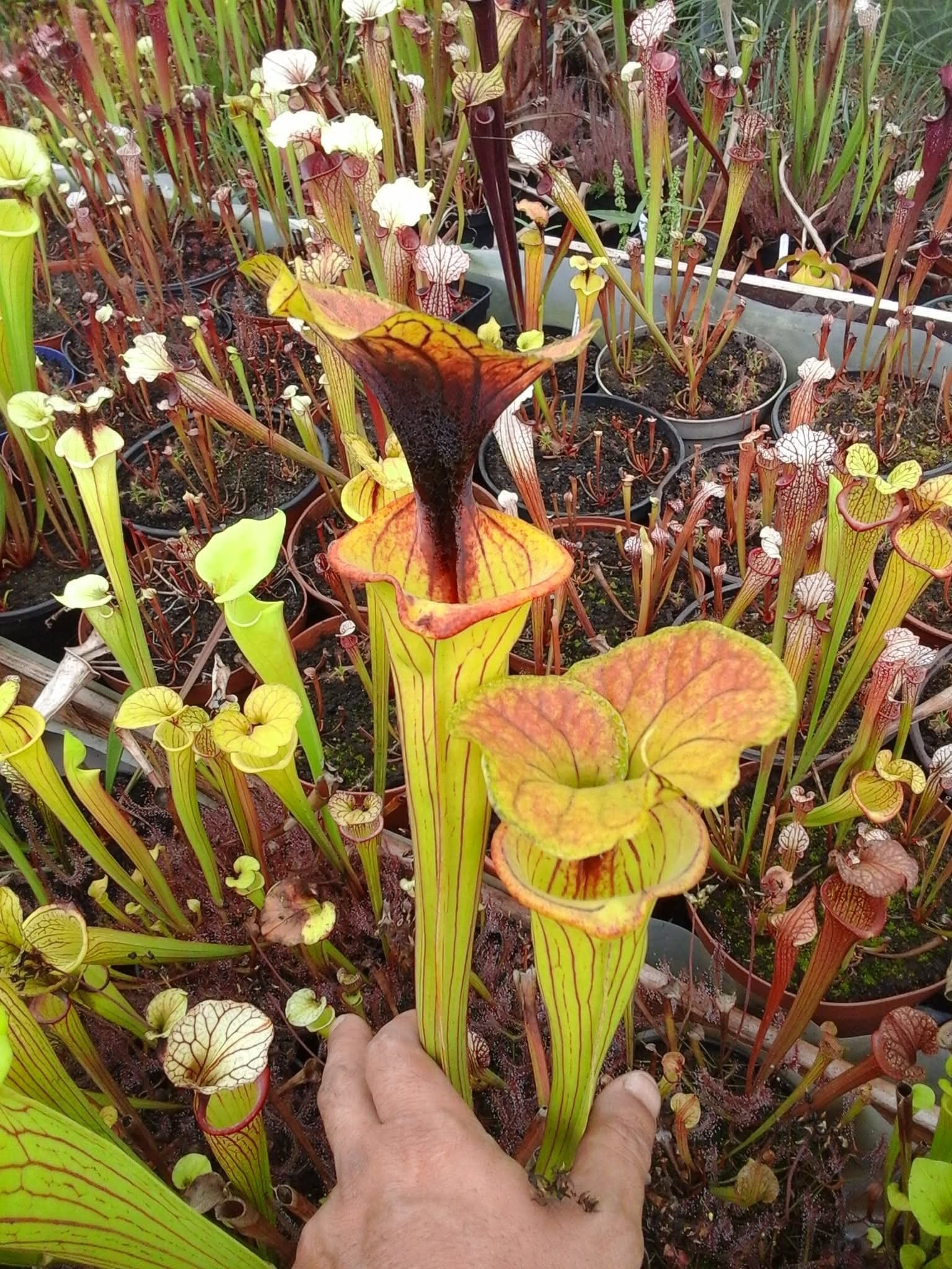 Sarracenia flava "Lava eruption"