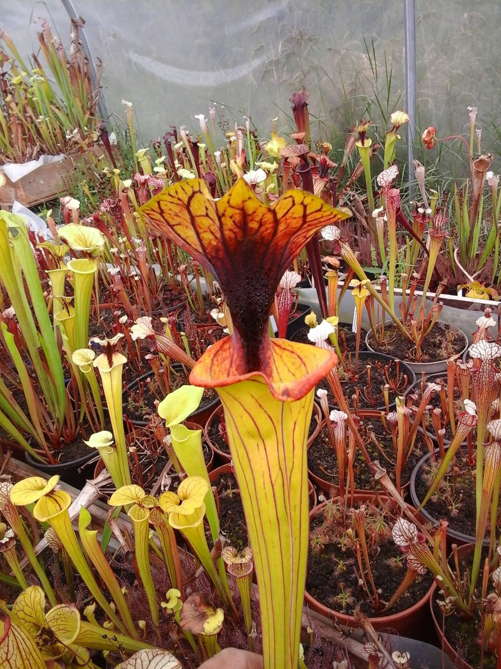 Sarracenia flava "Lava eruption"