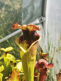 Sarracenia x Moorei "Grosse tache"
