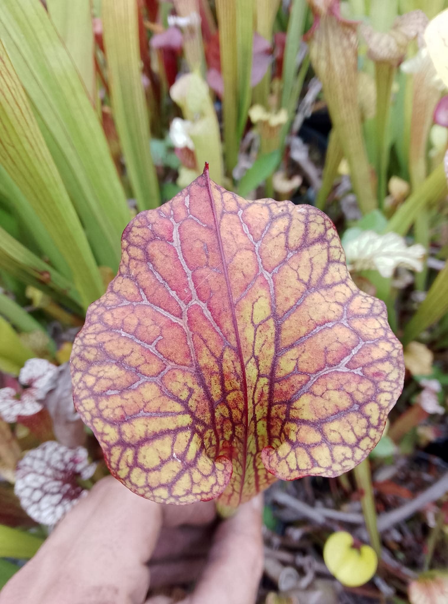 Sarracenia x Taranis