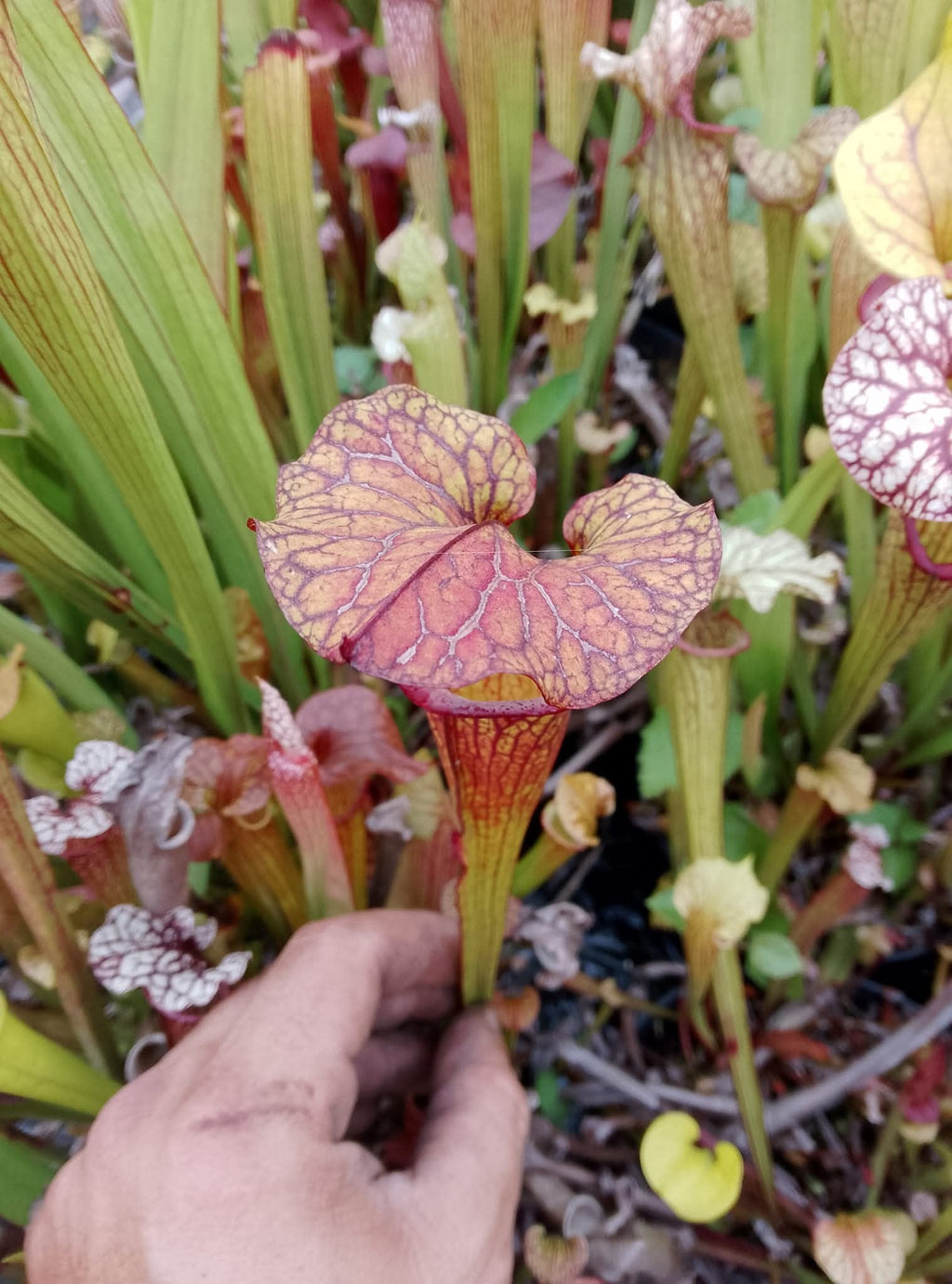 Sarracenia x Taranis