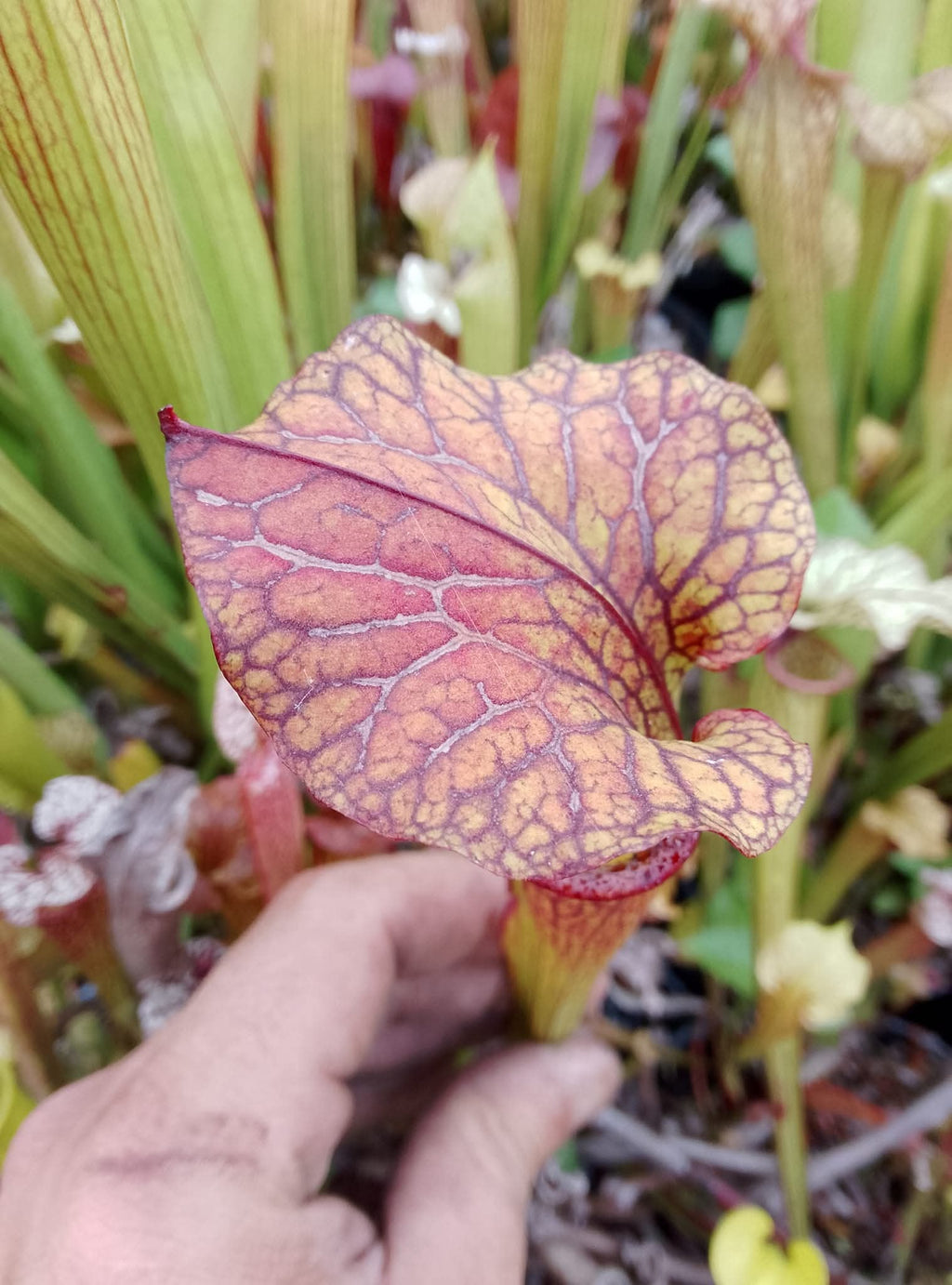 Sarracenia x Taranis