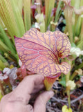 Sarracenia x Taranis