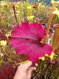 Sarracenia Saurus x Saurus
