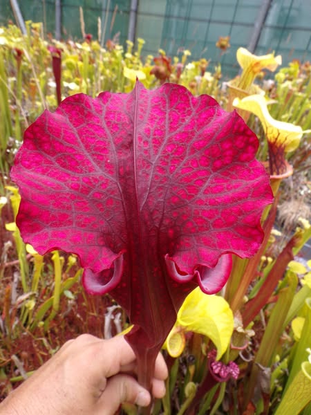 Sarracenia Saurus x Saurus