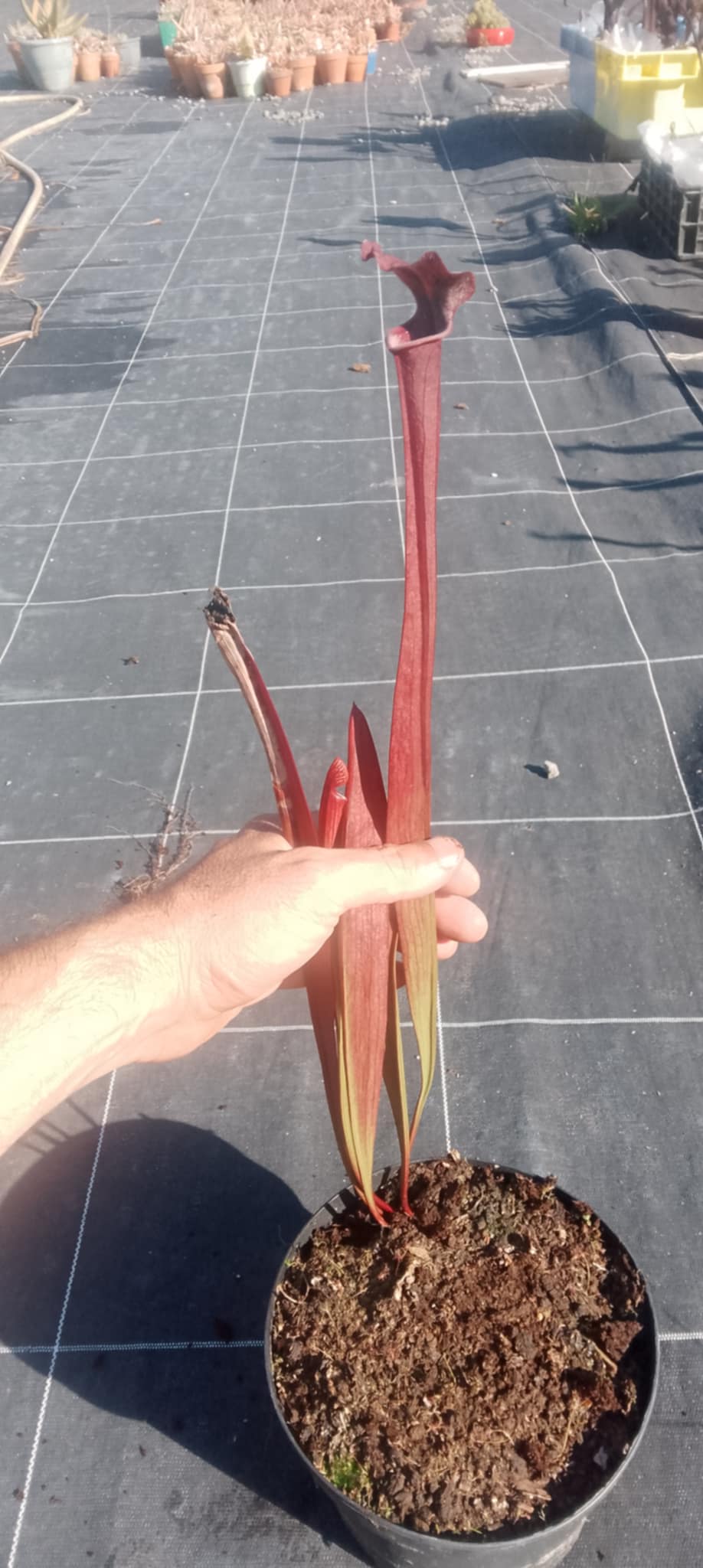 Sarracenia Saurus x Saurus
