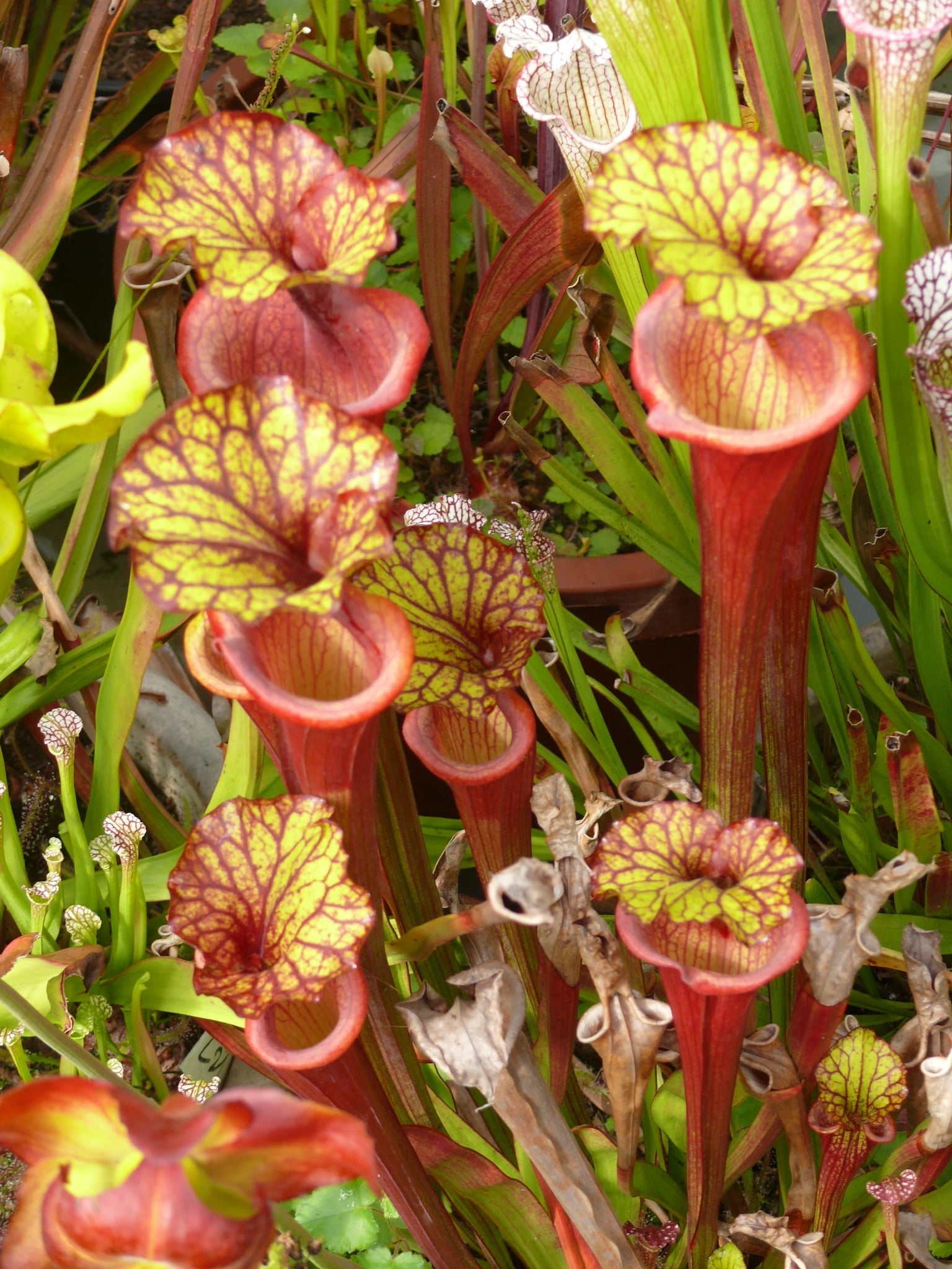 Sarracenia x Moorei, clone à capuchon jaune.